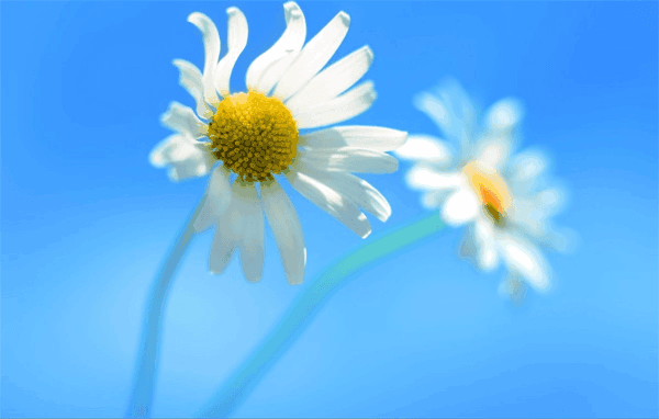 desktop theme of daisy flower